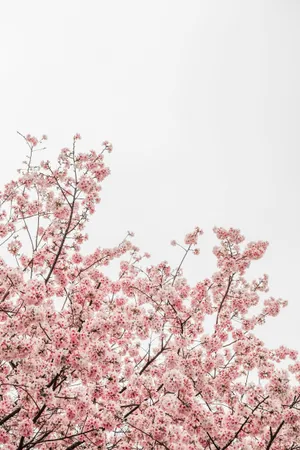Pink Floral Cherry Blossom Wallpaper