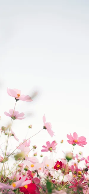 Pink Flower Blooming On Phone Screen Wallpaper