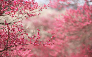 Pink Flower Branches Wallpaper