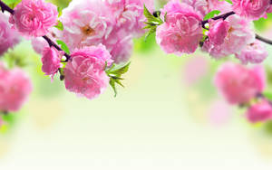 Pink Flower Canopy Wallpaper