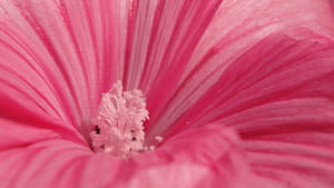 Pink Flower Center Wallpaper