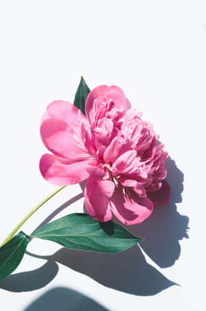 Pink Flower Cute Floral With Shadow Wallpaper