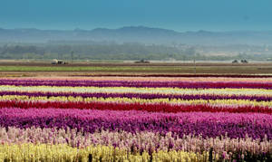 Pink Flower Field Rows Wallpaper