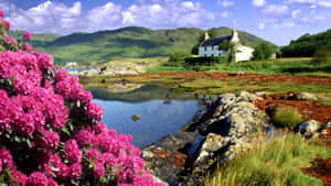Pink Flower Lake Country Scenes Wallpaper