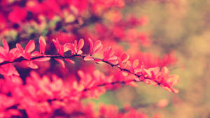 Pink Flower Leaves Wallpaper