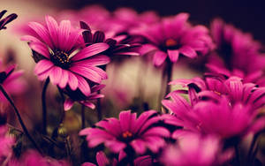 Pink Flower Patch Wallpaper