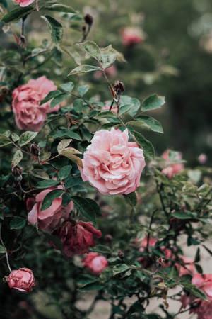 Pink Garden Rose Iphone Wallpaper