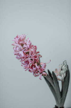 Pink Hyacinthflower Android Wallpaper