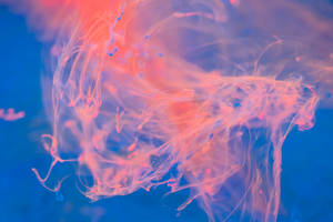 Pink Ink Explosion Blue Color Hd Wallpaper