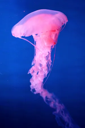 Pink Jellyfish Blue Underwater Wallpaper
