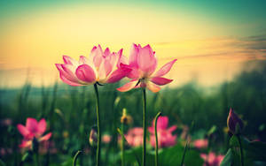 Pink Lotus Flower Desktop Wallpaper