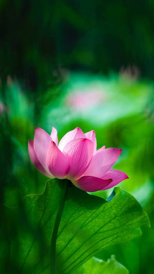 Pink Lotus Flower Mobile Wallpaper