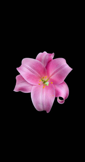 Pink Madonna Lily Apple Flower Wallpaper