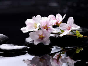 Pink Magnolia Flower And Zen Stones Wallpaper