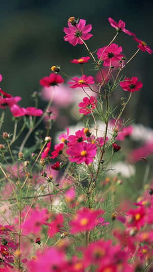 Pink Nature Flower Wallpaper