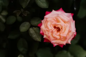Pink Ombre Rose Wallpaper