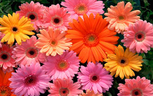 Pink, Orange And Yellow Gerbera Flowers Wallpaper