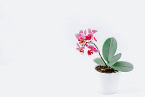 Pink Orchid On White Background Wallpaper