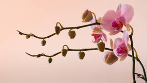 Pink Pastel Orchids Wallpaper