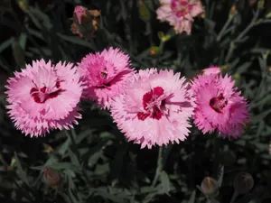 Pink Pentecostal Carnation Wallpaper