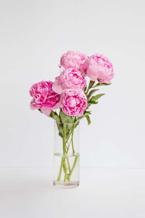 Pink Peonies In A Vase Wallpaper