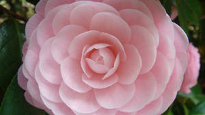 Pink Perfection Camellia Sasanqua Wallpaper