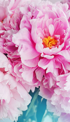 Pink Petals Floral Iphone Wallpaper