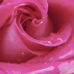 Pink Romantic Rose Close-up Wallpaper