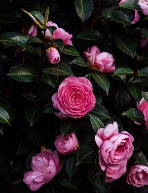 Pink Rose Flower Wallpaper