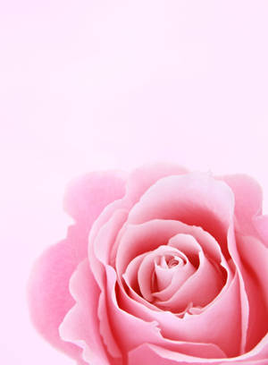 Pink Rose Girly Lock Screen Iphone Wallpaper