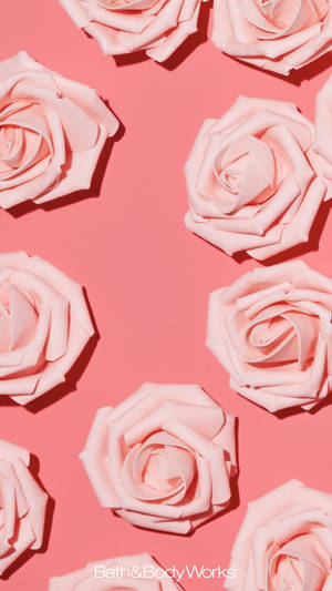 Pink Rose Iphone Peach Background Wallpaper