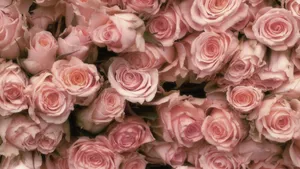 Pink Rose Laptop Wallpaper