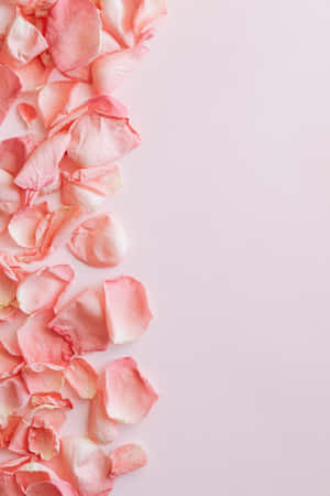 Pink Rose Petals On A Pink Background Wallpaper