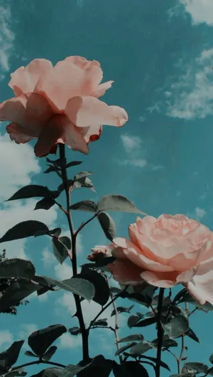Pink Roses Against A Blue Sky Wallpaper