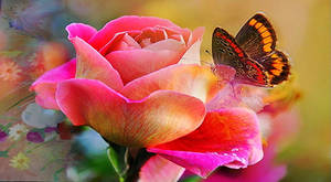 Pink Roses And A Butterfly Wallpaper