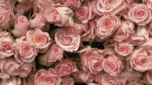 Pink Roses In A Bouquet Wallpaper