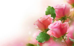 Pink Roses On A Pink Background Wallpaper