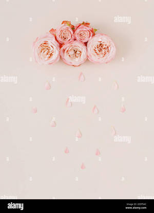 Pink Roses On A Pink Background With Water Drops - Stock Image Wallpaper