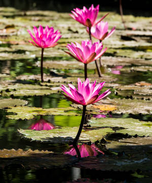 Pink Sacred Lotus Flower Wallpaper