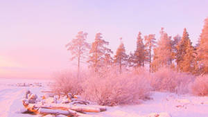 Pink Snow-laden Nature Computer Wallpaper