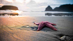 Pink Starfish Beach Desktop Wallpaper
