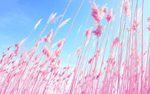 Pink Tall Grasses Under Blue Sky Wallpaper