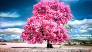 Pink Tree Aesthetic Landscape Wallpaper