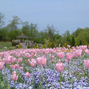 Pink Tulip Field Spring Iphone Wallpaper