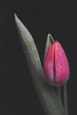 Pink Tulip Flower Iphone Wallpaper