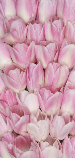 Pink Tulips Floral Iphone Wallpaper