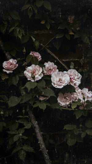 Pink Vintage Aesthetic Roses Wallpaper