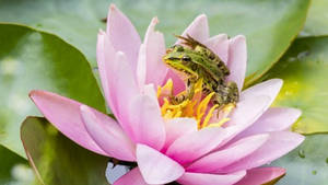Pink Water Lily And A Frog Wallpaper