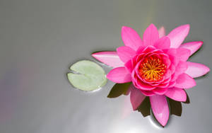 Pink Water Lily Beautiful Flower Wallpaper