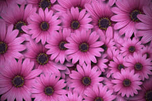 Pink Wildflowers Daisies Wallpaper